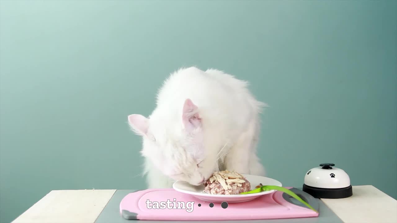 How To Make Cats Eat Rice