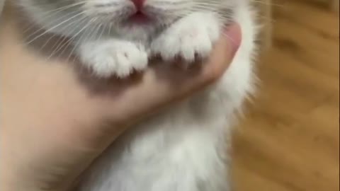 kitten