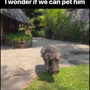 MAGA TIME! (Real Life Pumba)