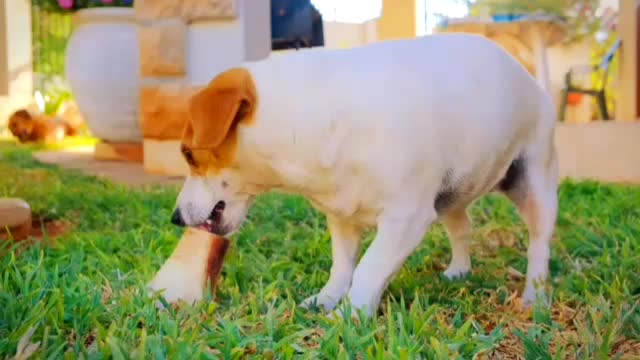 Cute doggy playing field