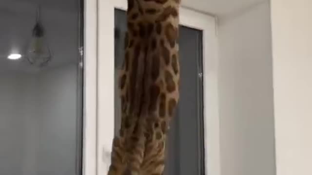 The cat jumps like a Superman.