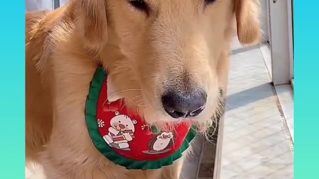 Smart dog drinks a juice