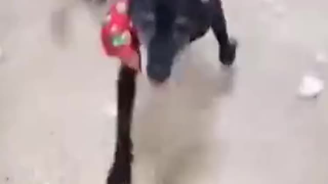Dog Wanted Revenge For Bath Time. He got it...