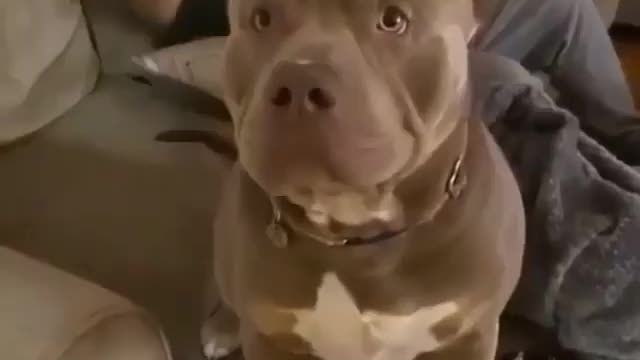 Massive pitbull play with masters