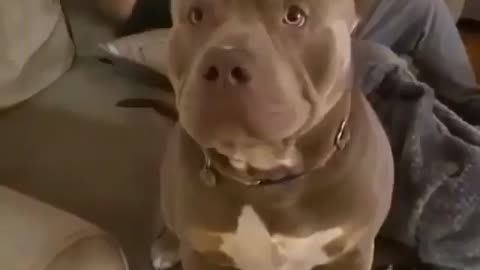 Massive pitbull play with masters