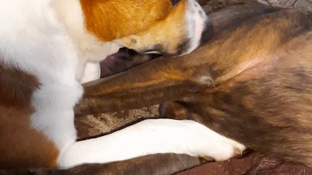 Tucker Carlson Is Too POOPED to POP 🐕🐻