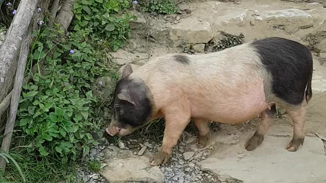 Tiny little baby pig