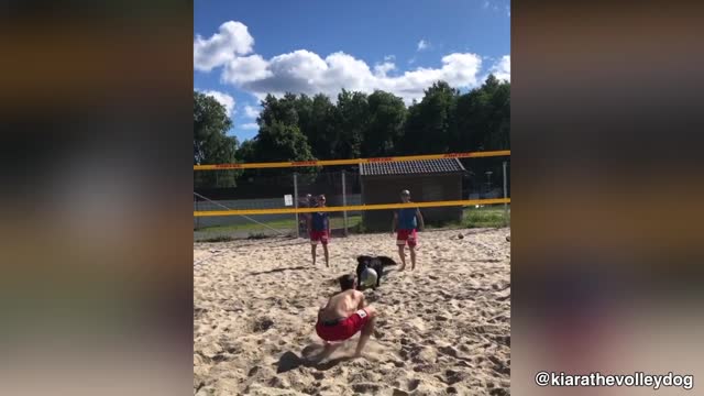 This smart dog knows how to play volleyball