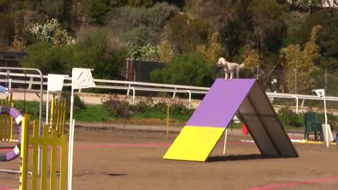 Dog agility