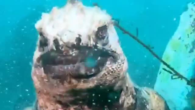 Real Life Godzilla found in ocean | Godzilla like giant Lizard | Marine Iguana