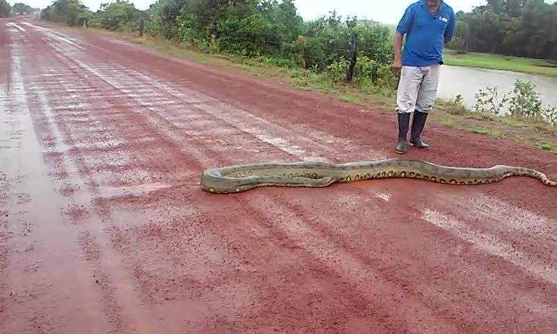 Big Snake Slithers across Road in Venezuela