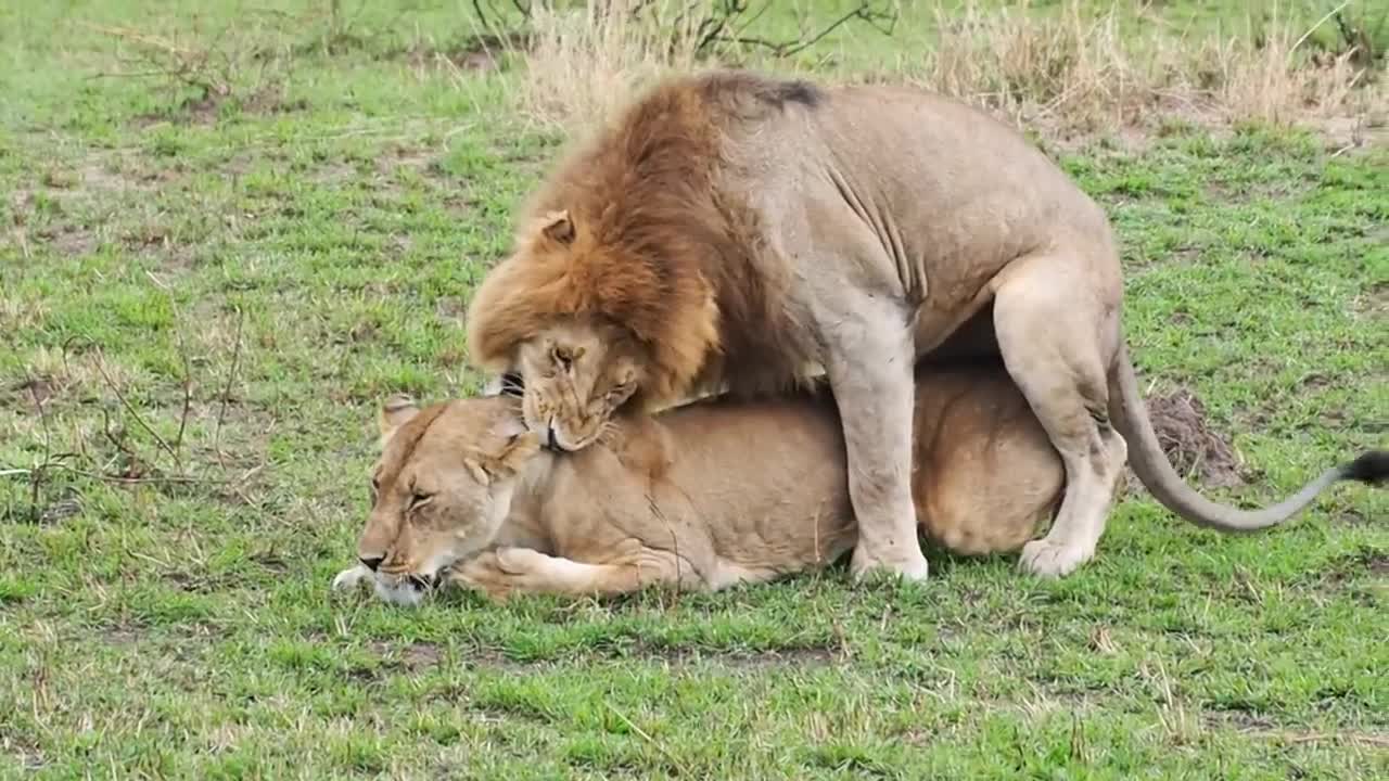 Lions mating!!