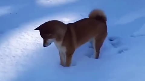 A dog is having fun playing in the snow🐕🐕🐶🐕🐕🐕🐶🐶🐶. please subscribe my channel.