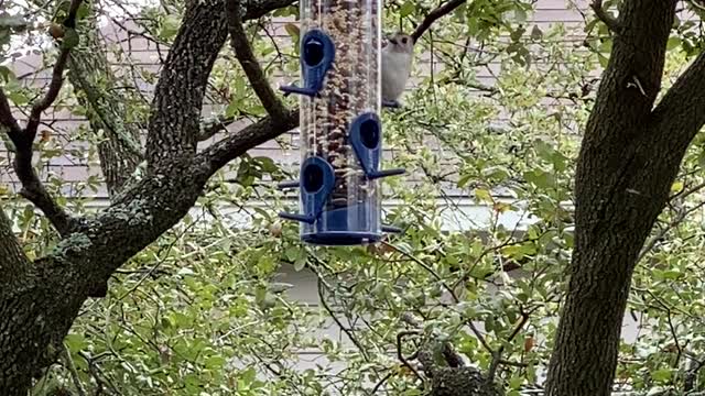 Central Texas Bird