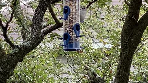 Central Texas Bird