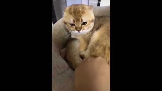 Best Funny Animals Video