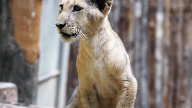 cute lion cub trying to roar| beautiful video of lion cub on a wooden#beautiful #music#india#lion