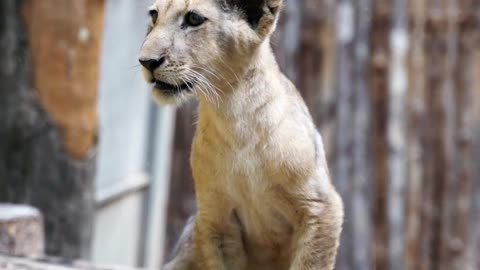 cute lion cub trying to roar| beautiful video of lion cub on a wooden#beautiful #music#india#lion