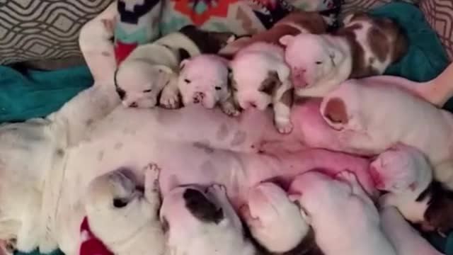 The mother dog had so many puppies, it felt like she couldn't squeeze them in