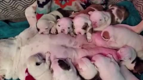 The mother dog had so many puppies, it felt like she couldn't squeeze them in