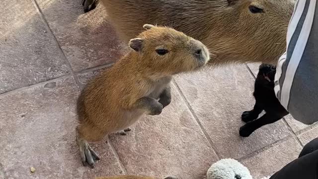 Carpincho en dos patas