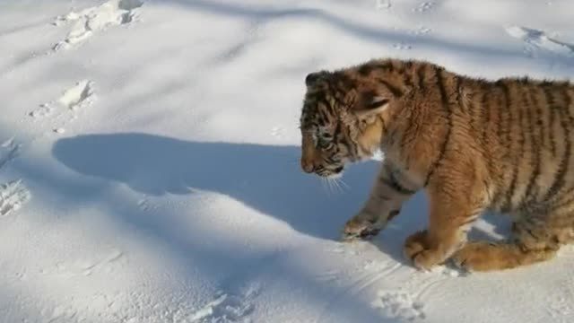 The little tiger was scared by the puppy