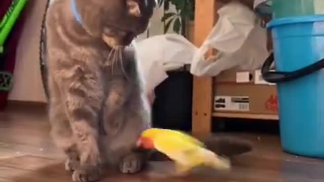 Cat | Funny Animals Videos2022