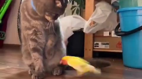 Cat | Funny Animals Videos2022