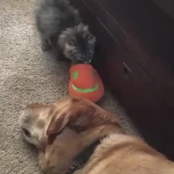 Funny animals - Funny cats / dogs - Part 1#Shorts