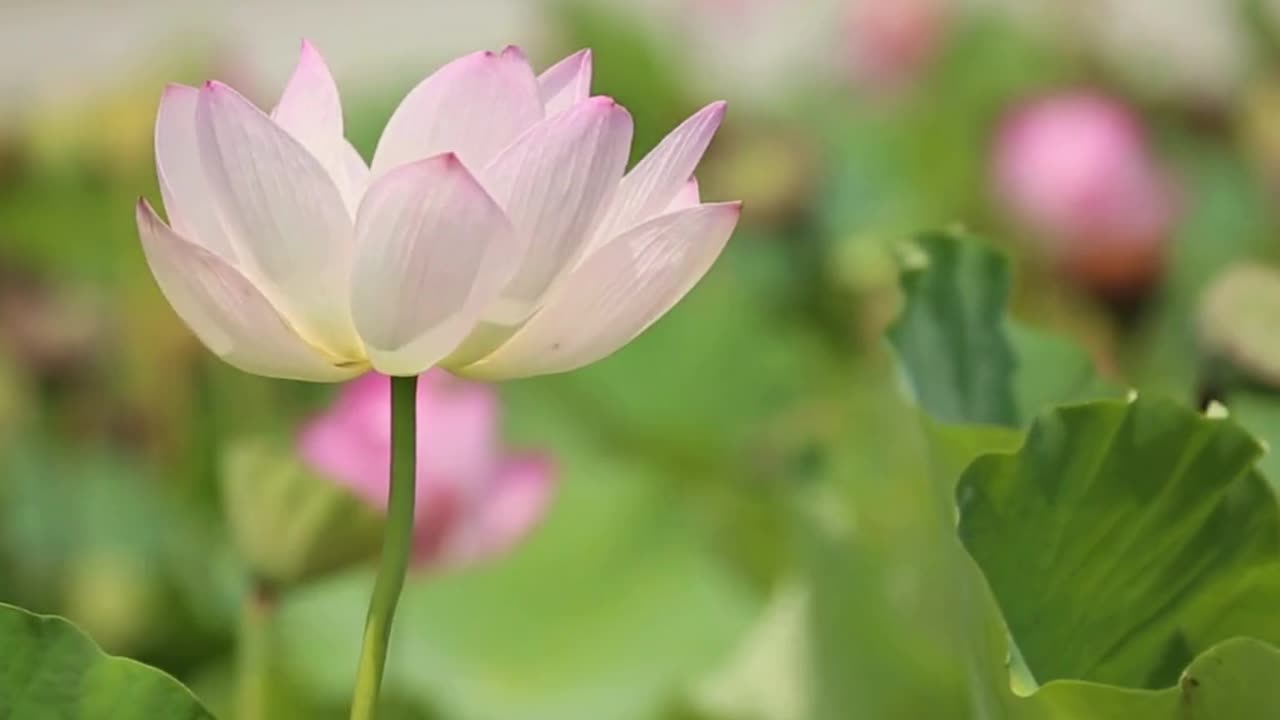 A very graceful lotus