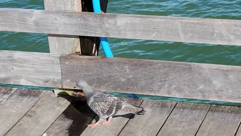 Dove on pier looking for food