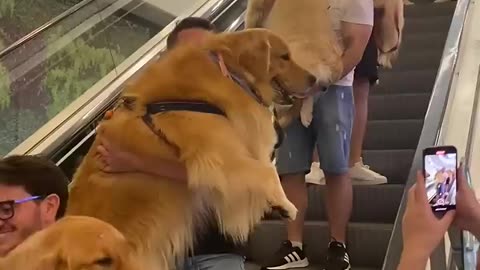 The Cutest Escalator in the World