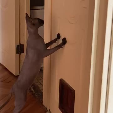 Alice does not like closed doors