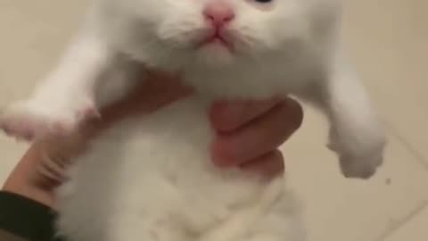 Cats compilation can heal your heart