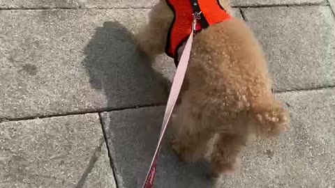 walking dog