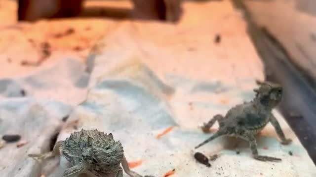 This baby horned lizard eating an ant for the fi