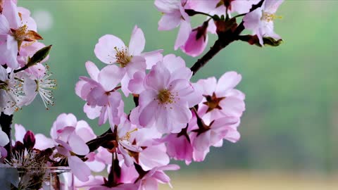 Tree Blossoms