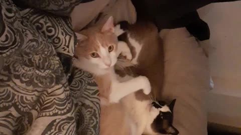 Lazy cats play time????