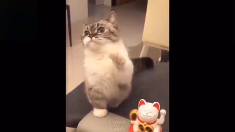 Nice cat and funny