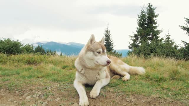 relaxing preti dog