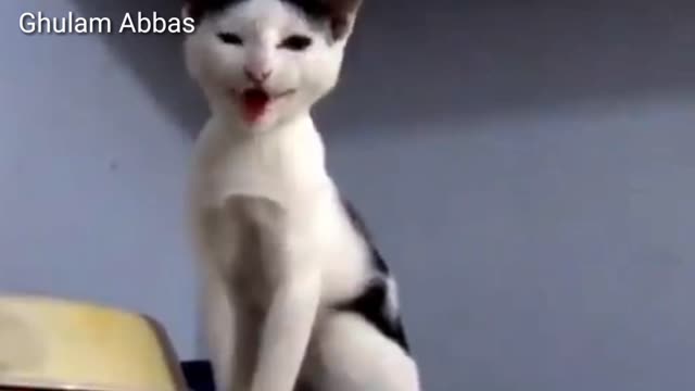 Rumble Beautiful Cutest Cats Lovely Richard VS Seweetee Darling CATS Meowing Compilation