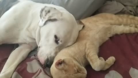 Pitbull and cat dont mix! Yeah right! Lol