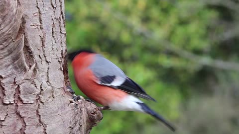 Colorful parrot chirping and eating from the tree