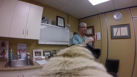 Pug Talks at the Vet Again