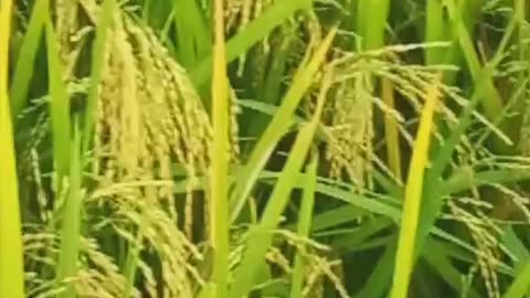 Rice farming