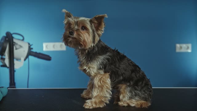 Video of a Dog
