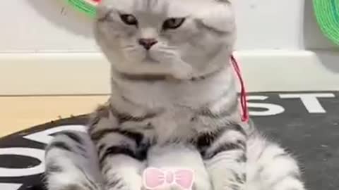 cute_animals_#shorts