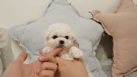 Mini bichon 🐕🐶