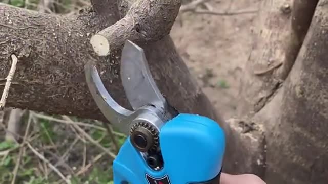 Good way to prune branches