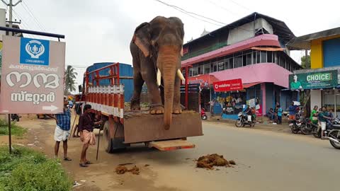 ELEPHANT TRANSPORT